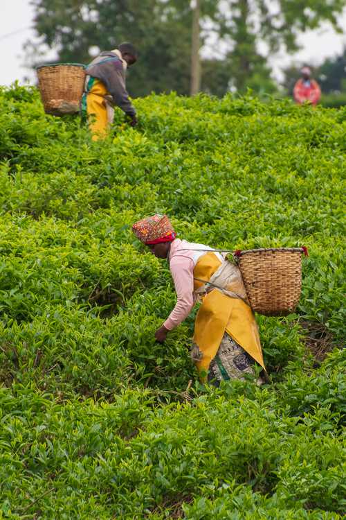 Tea Plantation