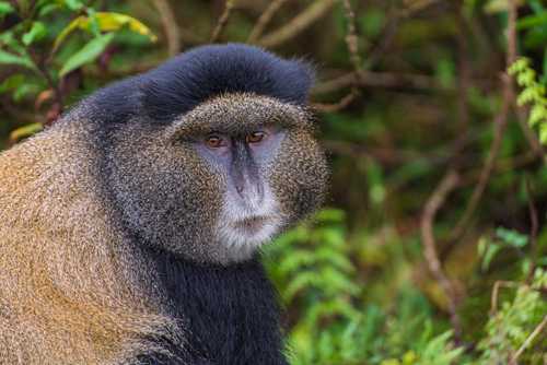 Golden Monkey