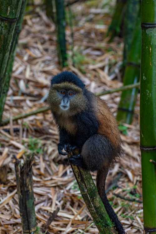 Golden Monkey