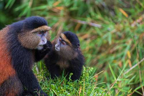 Golden Monkeys