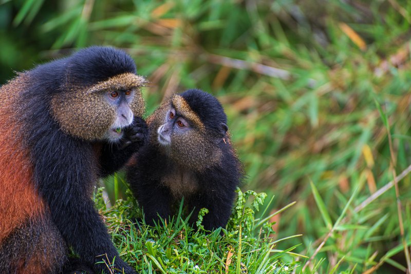 Golden Monkeys