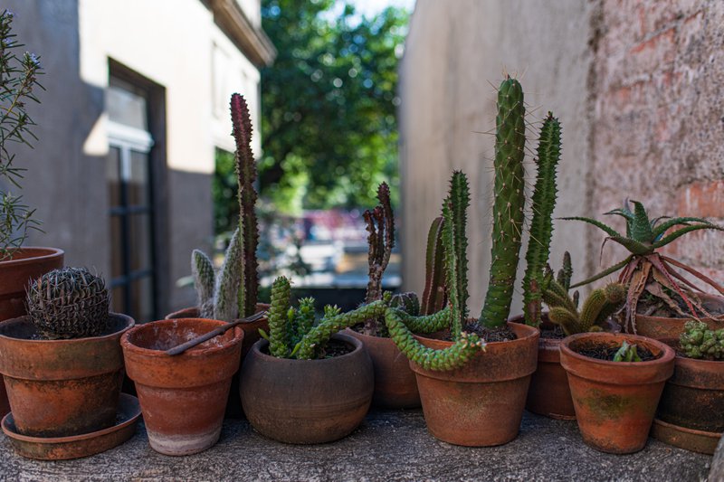 Cacti