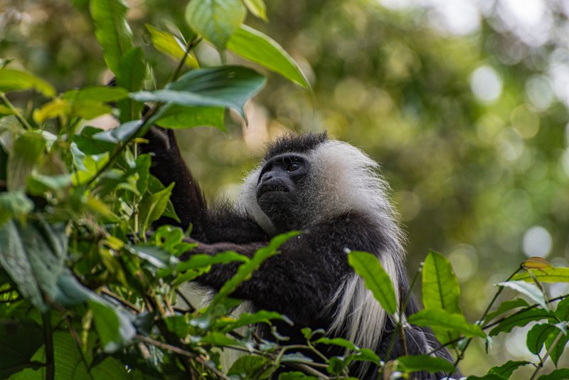 Colobus Monkey