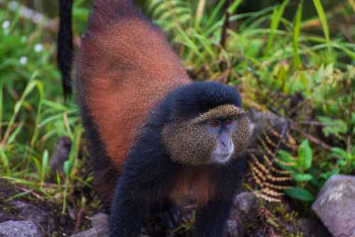 Golden Monkey