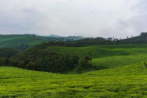 Tea Plantation