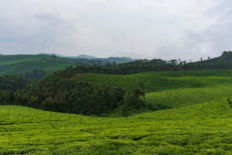 Tea Plantation