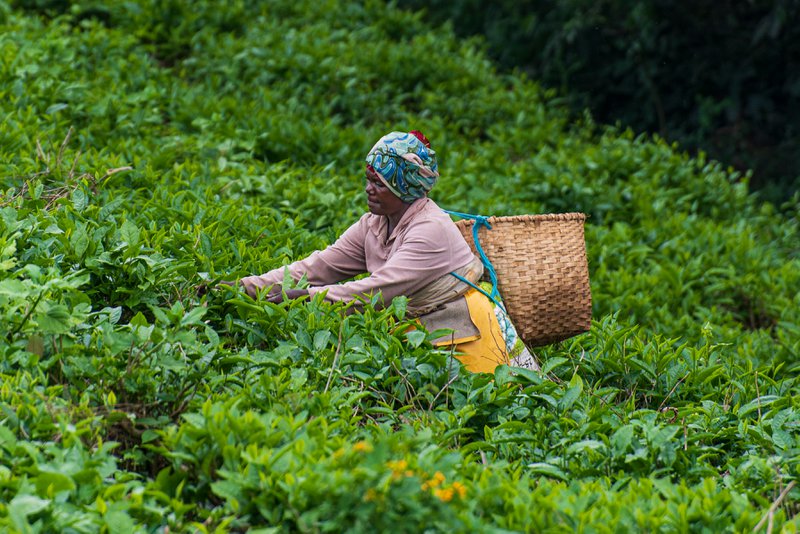 Tea Plantation