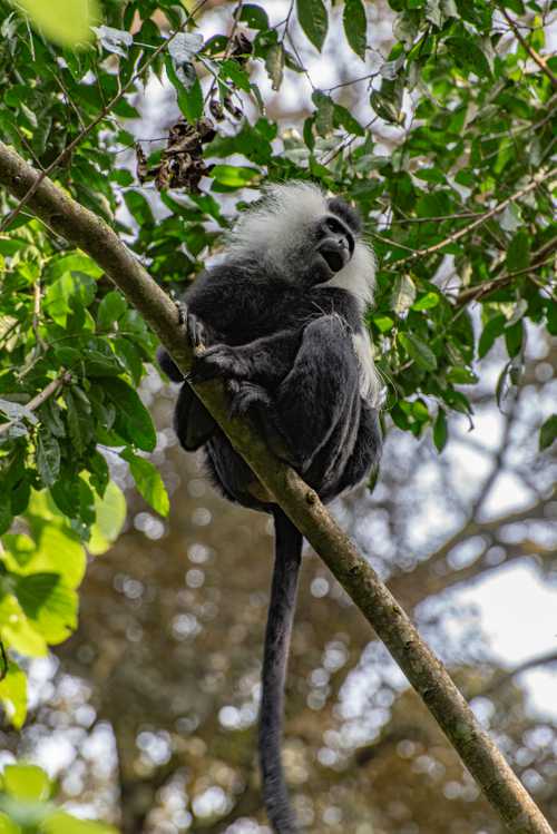 Colobus Monkey
