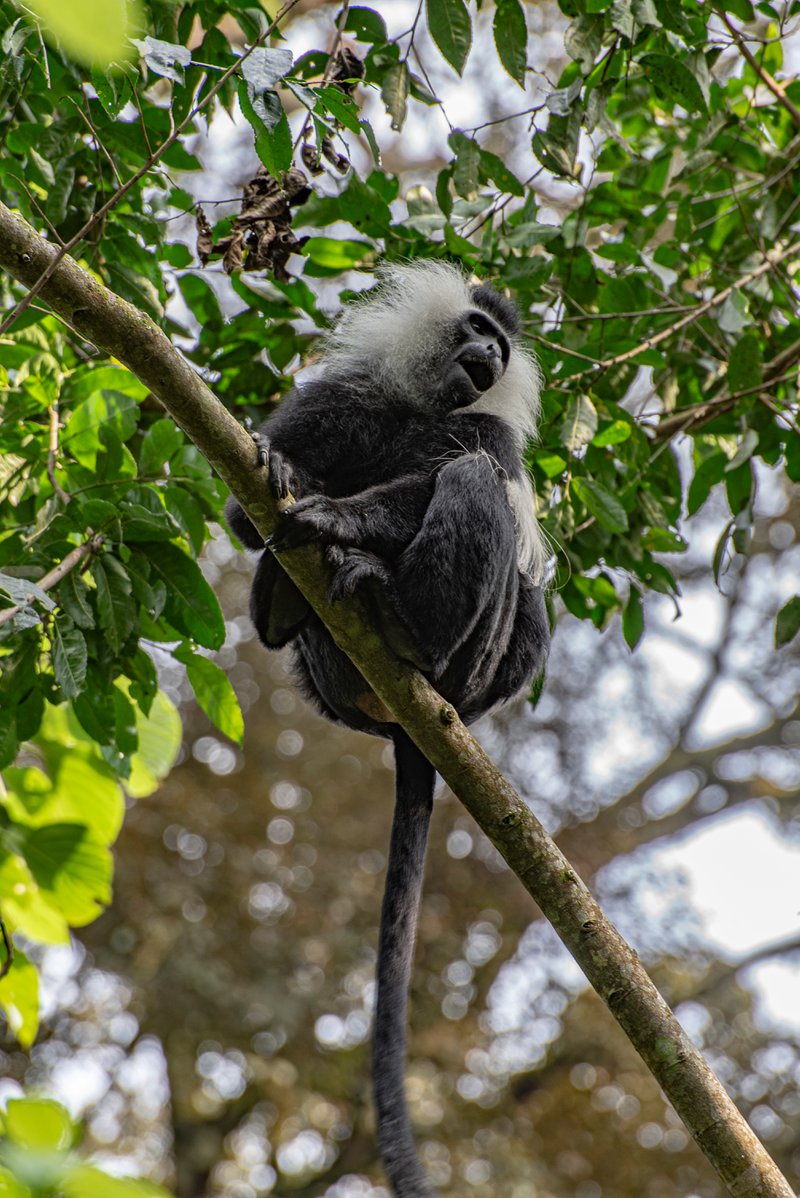 Colobus Monkey