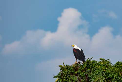 African Fish Eagle