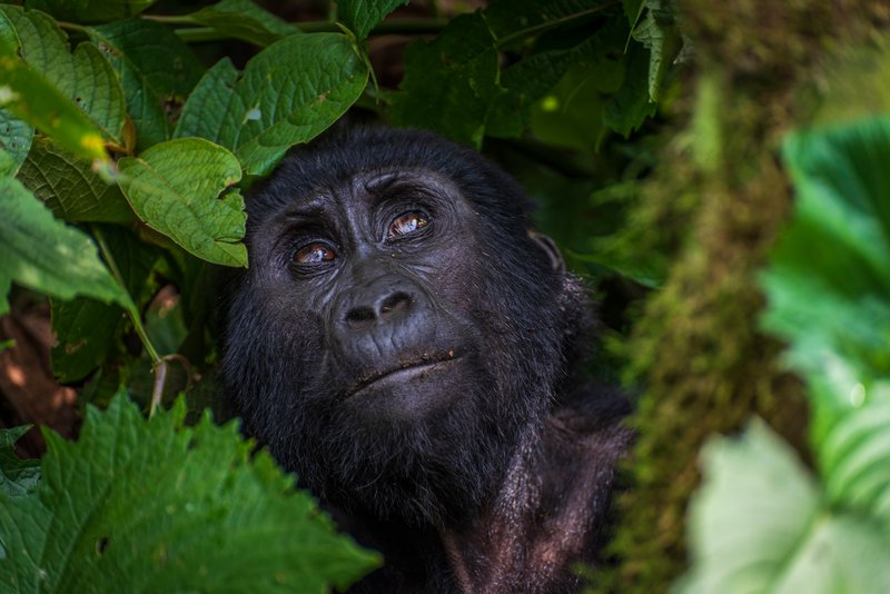 Mountain Gorilla