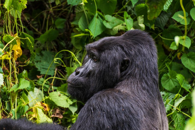 Mountain Gorilla