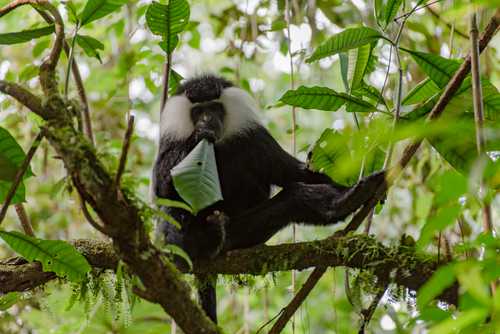 Colobus Monkey