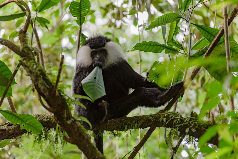Colobus Monkey