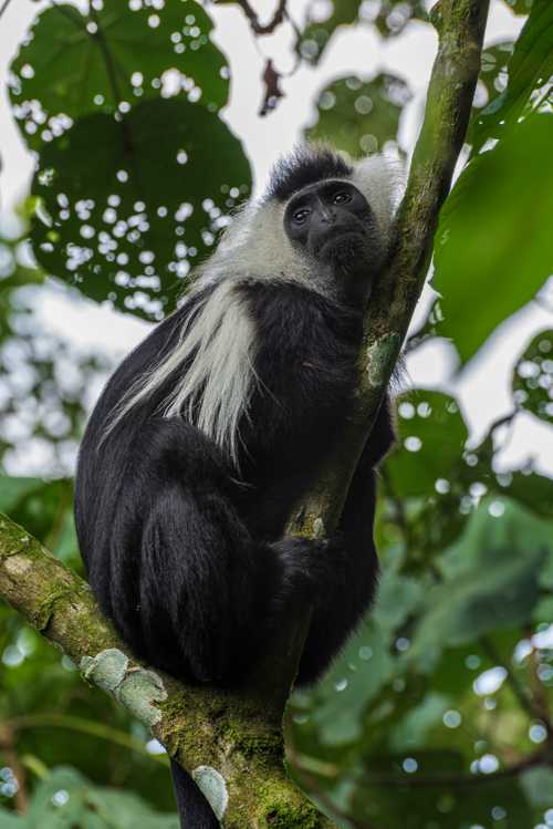 Colobus Monkey