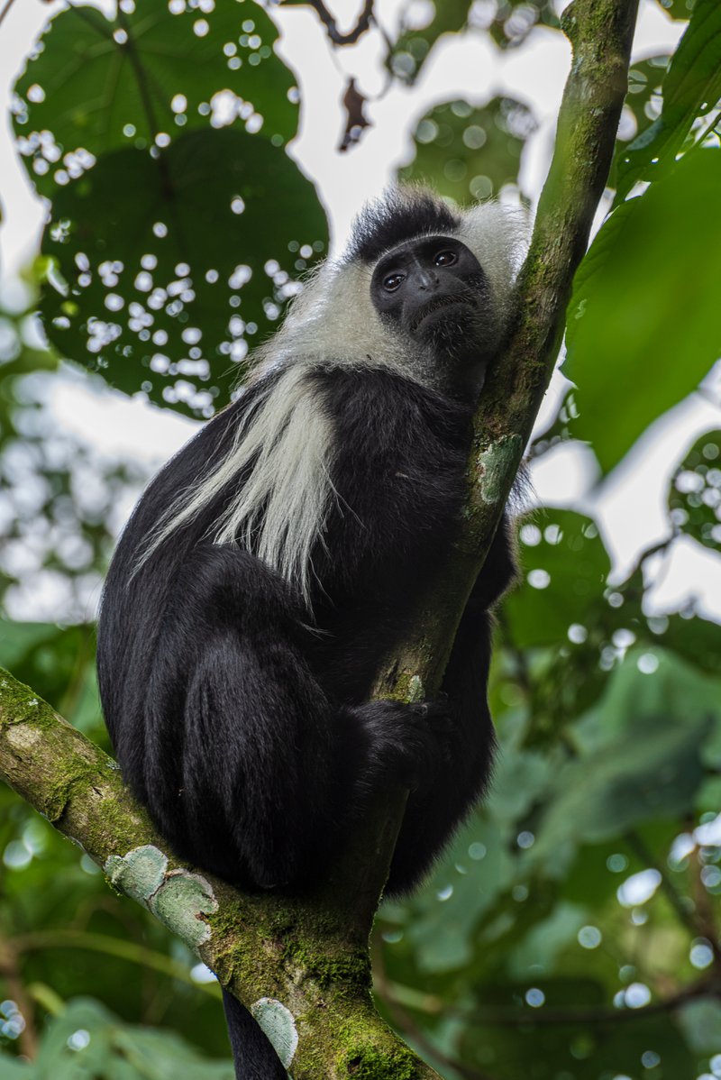 Colobus Monkey