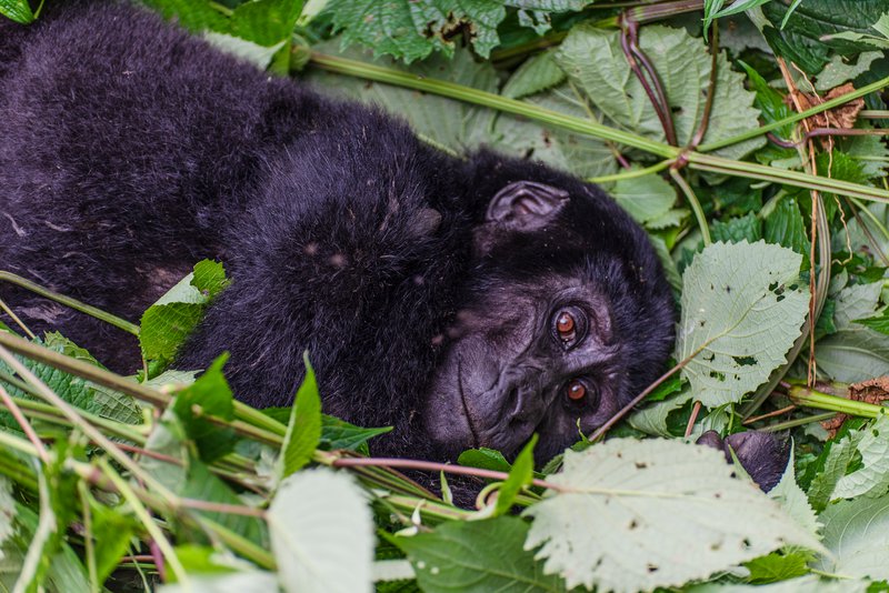 Mountain Gorilla