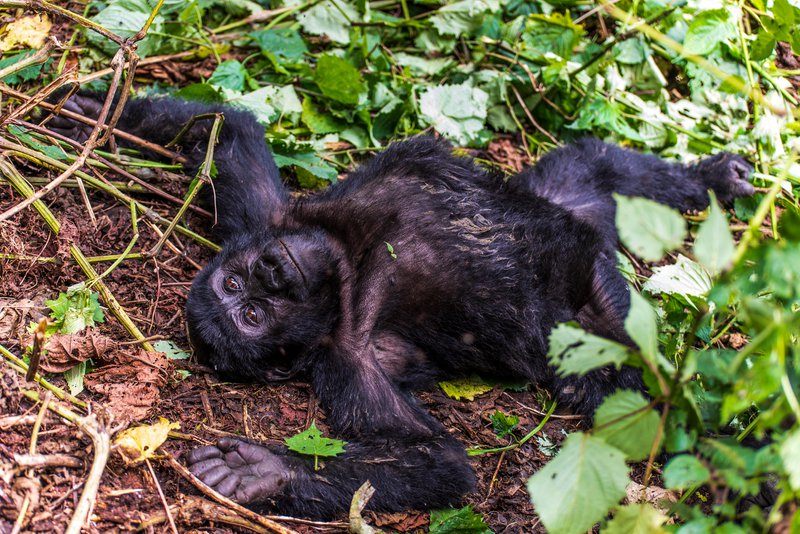 Mountain Gorilla