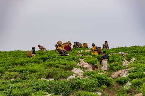 Tea Plantation