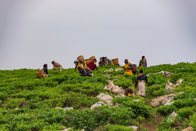 Tea Plantation