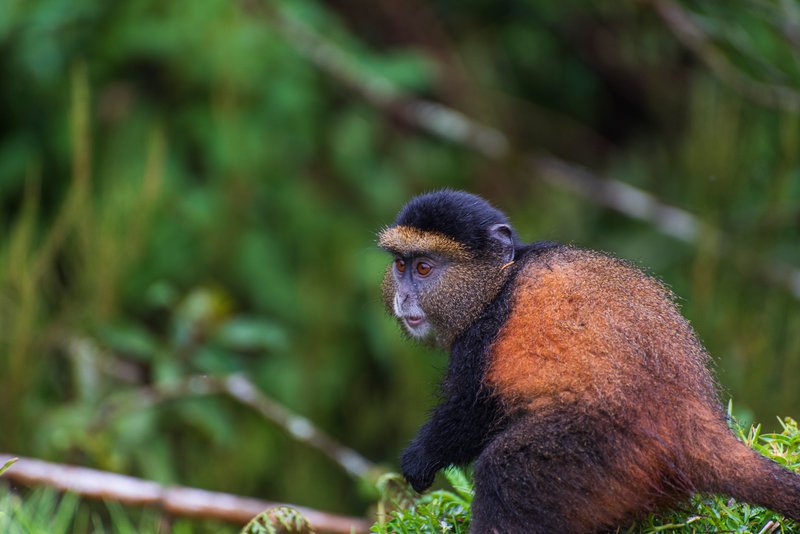 Golden Monkey
