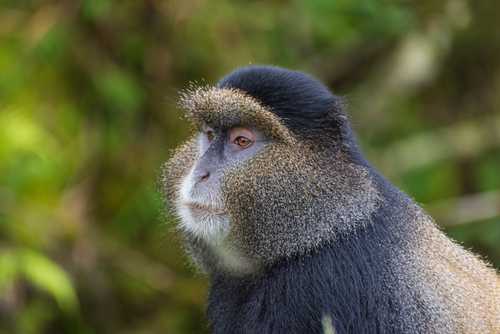 Golden Monkey