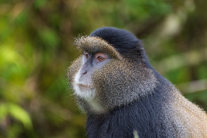 Golden Monkey
