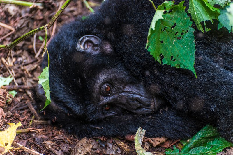 Mountain Gorilla