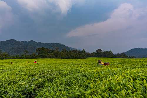 Tea Plantation