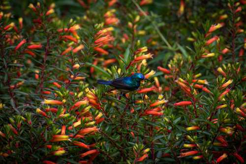 Variable Sunbird
