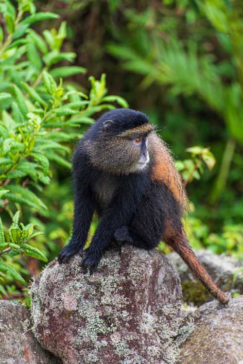 Golden Monkey