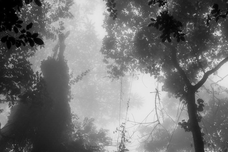 Foret Naturelle Cyamudongo