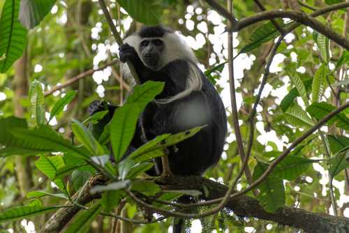 Colobus Monkey