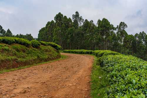 Road