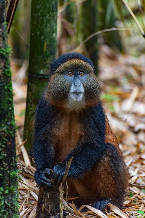 Golden Monkey