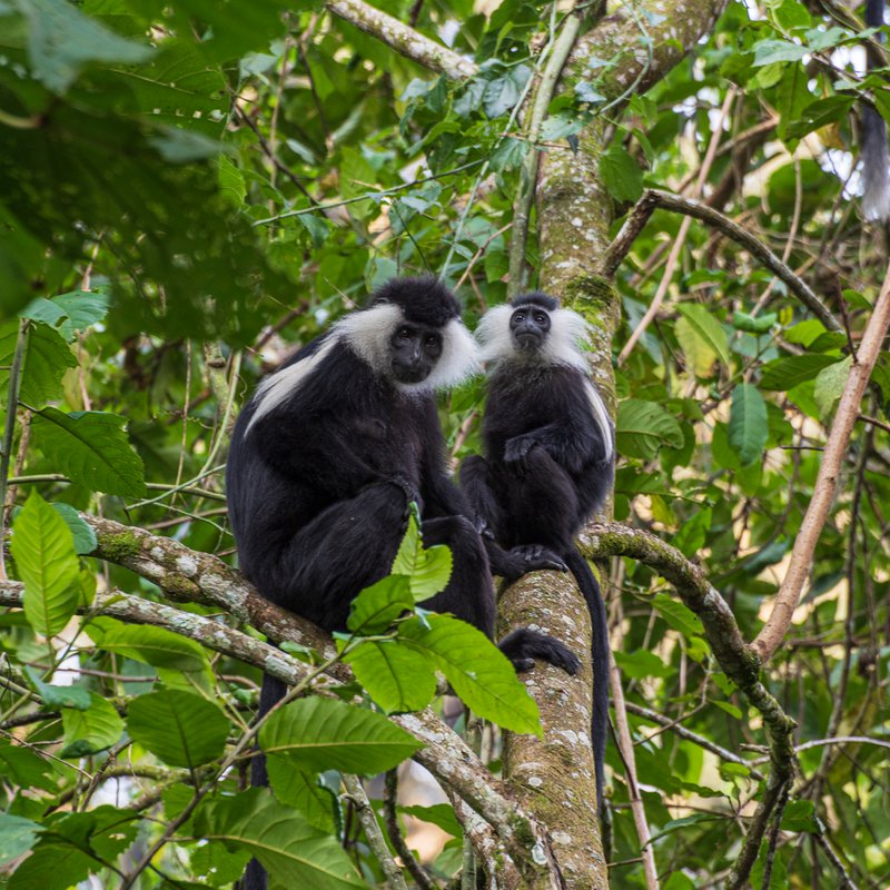 Colobus Monkeys
