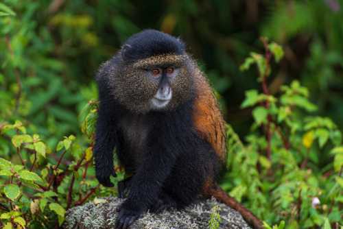 Golden Monkey