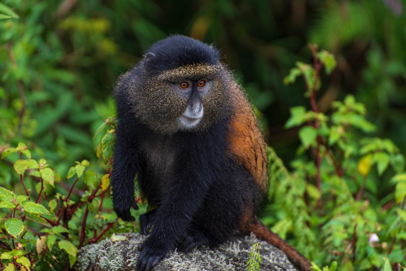 Golden Monkey